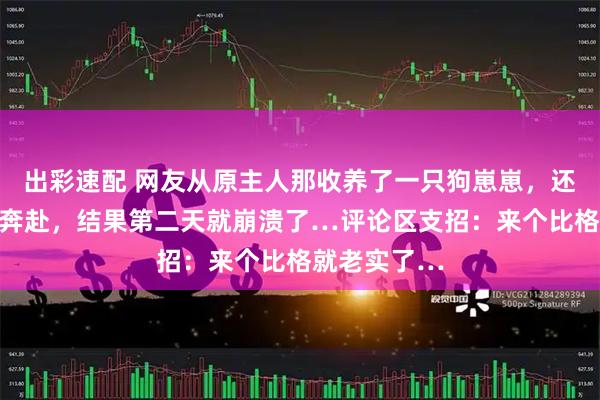 出彩速配 网友从原主人那收养了一只狗崽崽，还在窃喜双向奔赴，结果第二天就崩溃了…评论区支招：来个比格就老实了…